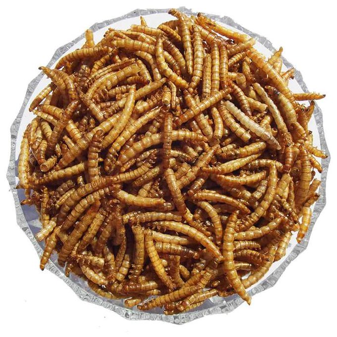 High-Protein Dried Mealworms for Birds, Chickens, Turtles, Fish, Hamsters and Hedgehogs,